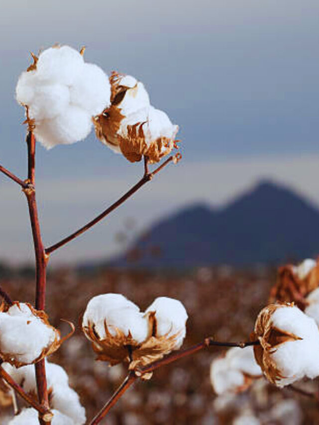 Algodão em Alta: Brasil já é o Terceiro Maior Produtor Mundial