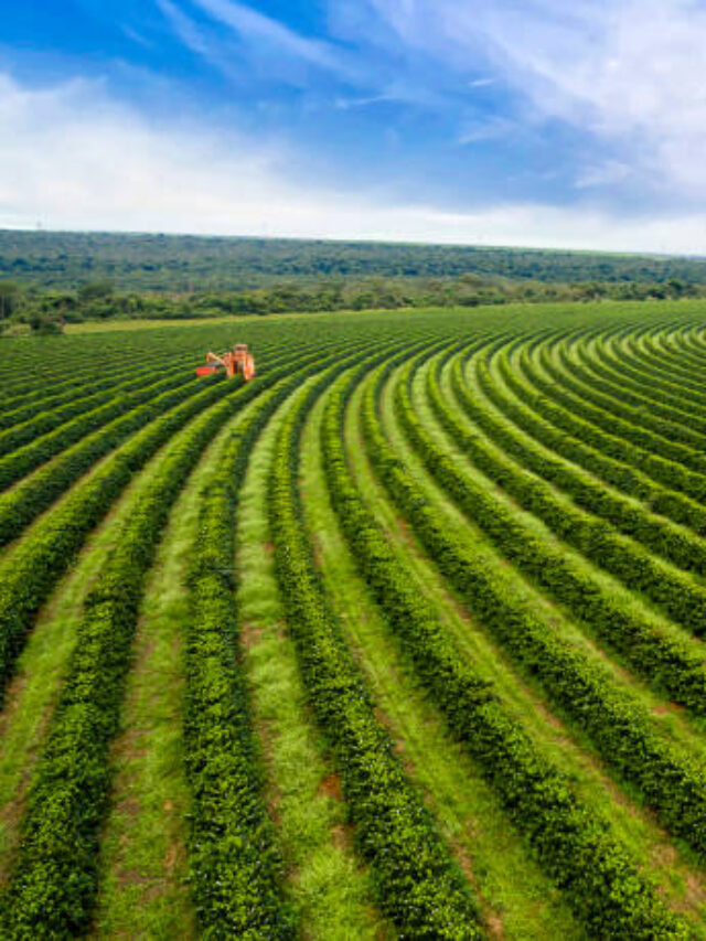 Panorama da Agricultura Brasileira