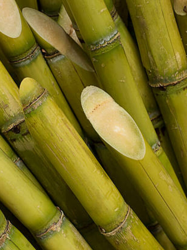 Principais Produtos Agrícolas de São Paulo