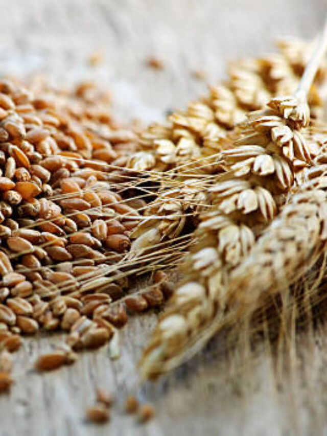 Descarbonização Inspira Criação de Novas Culturas Agrícolas