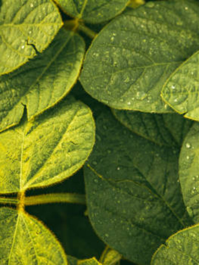 Rotação e Sucessão de Culturas: Mais Lucro e Sustentabilidade.