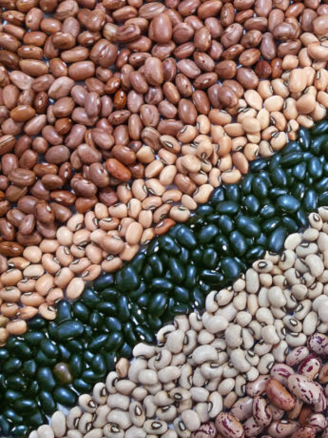 Maiores Produtores de Feijão do Brasil