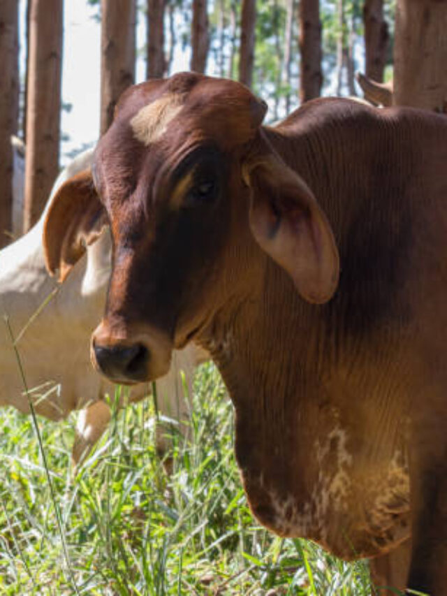 Pastagem Nível “Sol Pleno” em Sistemas Integrados Pecuária e Floresta.