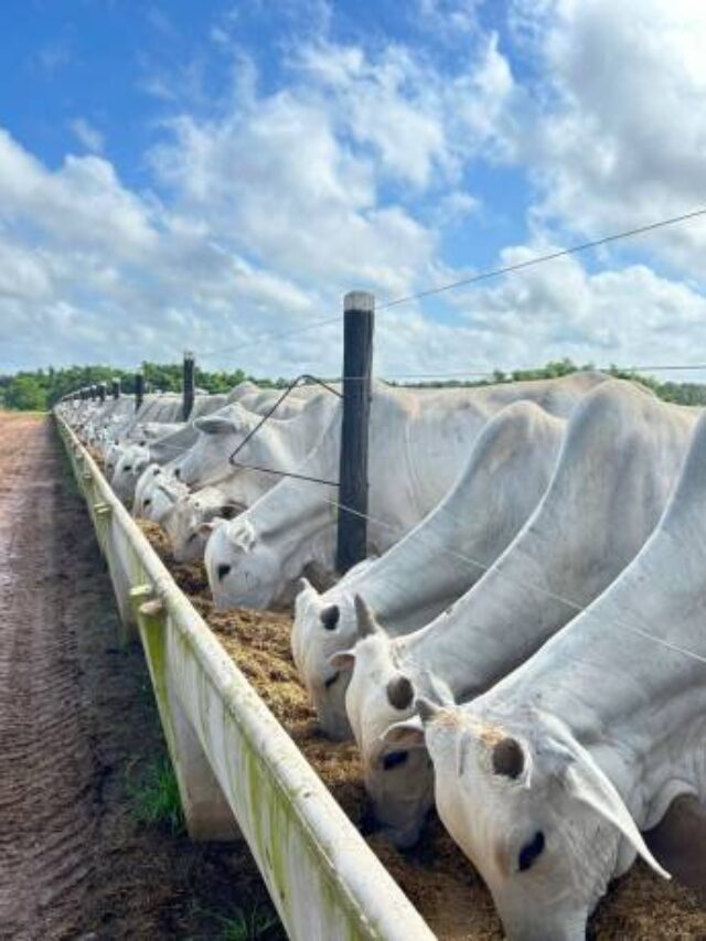 Nova Plataforma Consolida Dados da Pecuária e Oferece Painéis Temáticos com Insights Estratégicos.