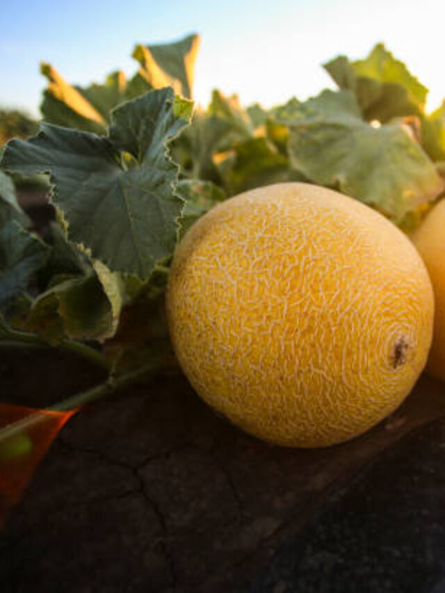 TOP 10 da Agricultura no Rio Grande do Norte