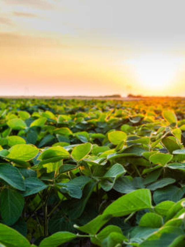TOP 10 da Agricultura em Rondônia