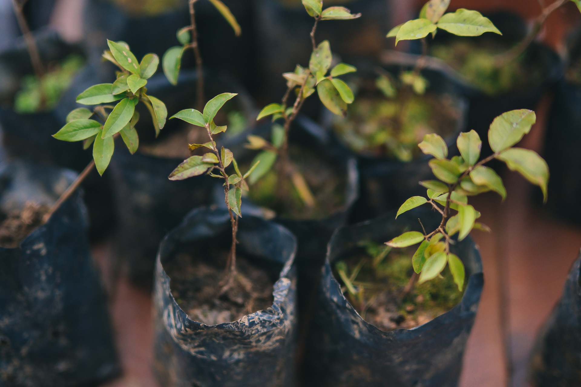 Divulgação - De HeusMudas doadas para a restauração do Corredor de Biodiversidade Araguaia / Mypress.com.br