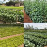 Dias de campo inovadores levam novas tecnologias e práticas de manejo para produtores de SP e SC