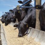 Nutrição de precisão revoluciona a pecuária ao aumentar produtividade e promover sustentabilidade