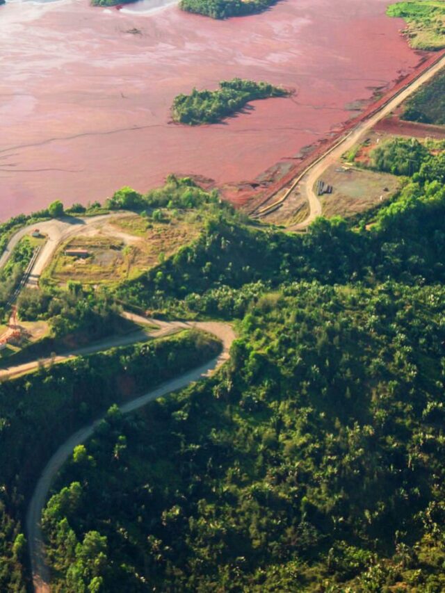 Plantas nativas auxiliam a recuperação de áreas de mineração