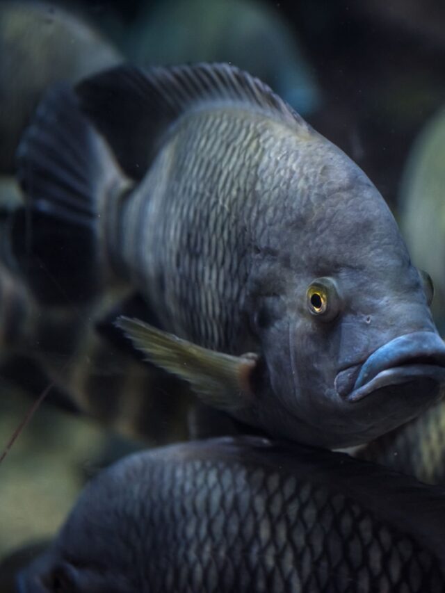 Tilápia brasileira ganha mapa para exportação e mira mercados premium