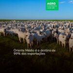 Brasil deve exportar 1,2 milhão de cabeças de gado vivo em 2026