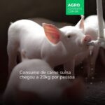 Brasil projeta avanço histórico na suinocultura para 2026