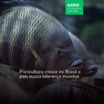 Brasil bate recorde com produção de tilápia acima de 1 milhão de toneladas