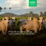 Combinação de fatores levou preços do boi às alturas em março de 2026