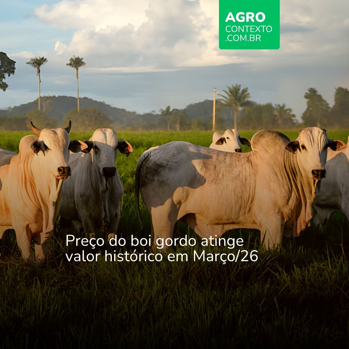 Gado pastando ao entardecer. Texto: Preço do boi gordo atinge valor histórico em Março:26