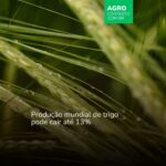 Mudanças climáticas favorecem incidência de pragas no trigo