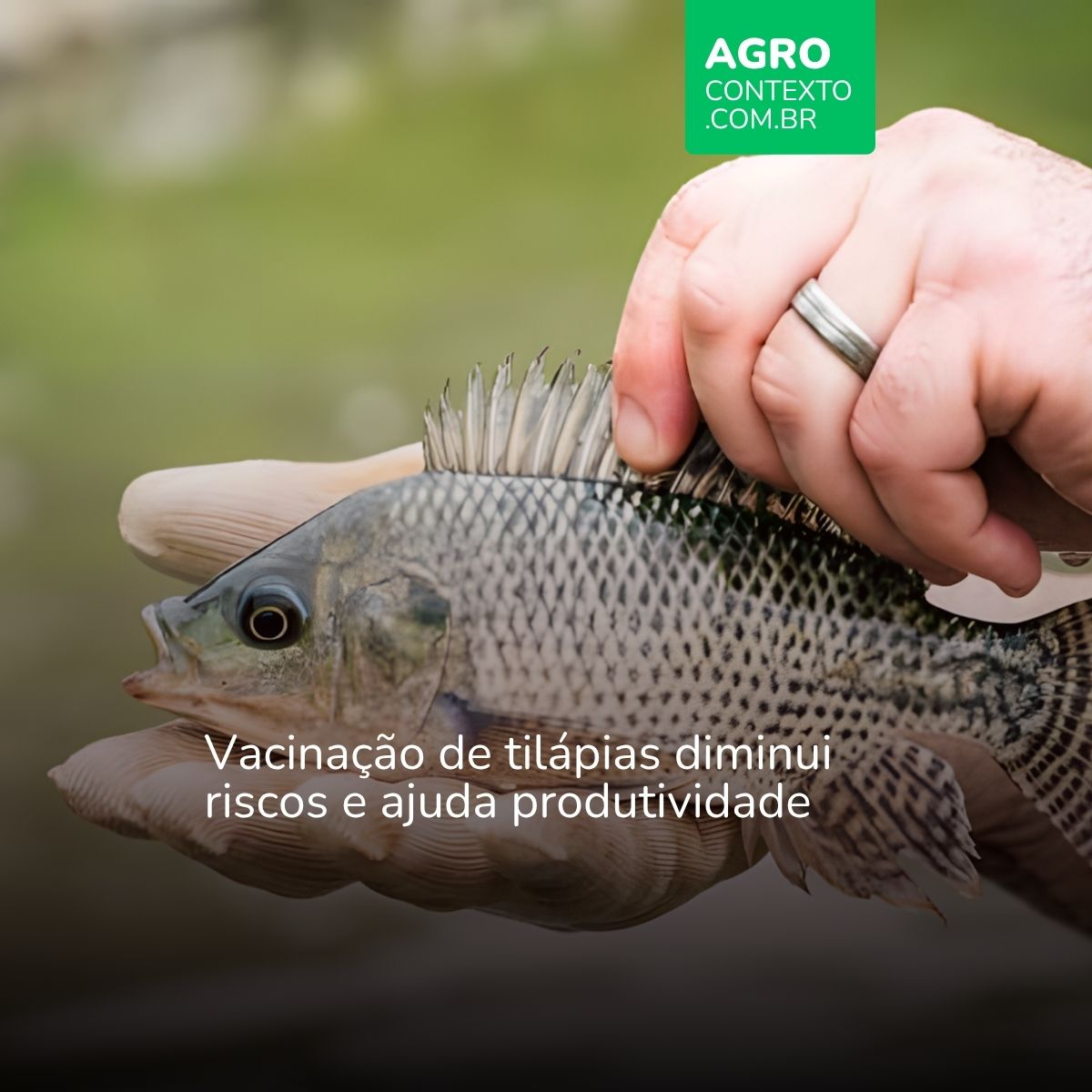 lose-up de uma pessoa segurando um peixe de tilápia recém-pescado em suas mãos. Texto: Vacinação de tilápias diminui riscos e ajuda produtividade