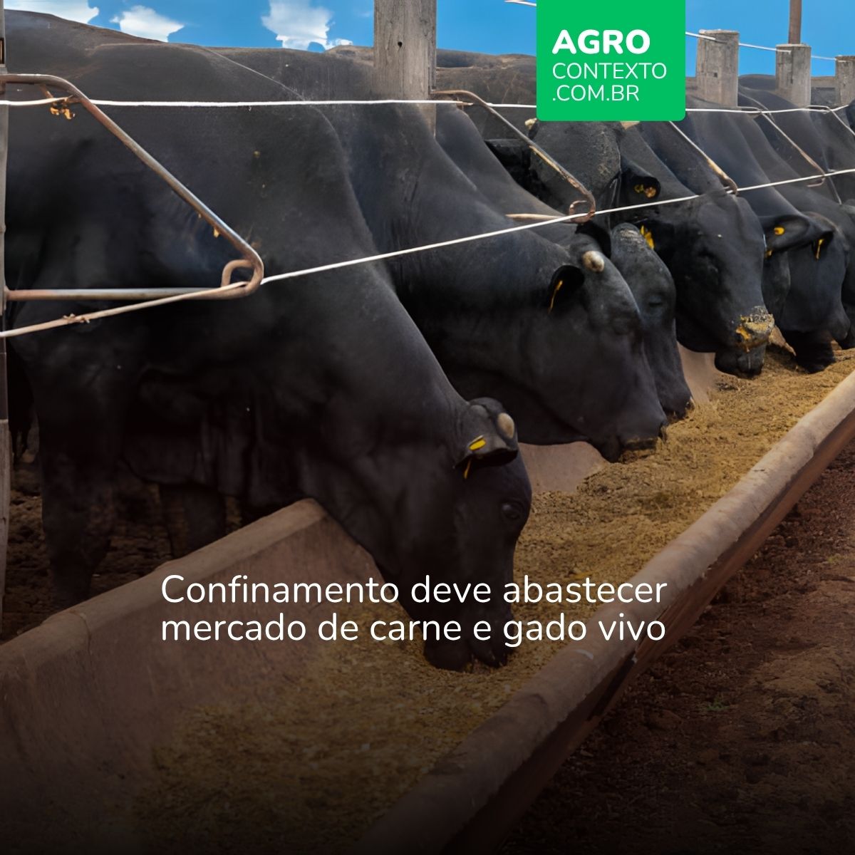 Com menos gado para abate confinamento deve crescer em 2026
