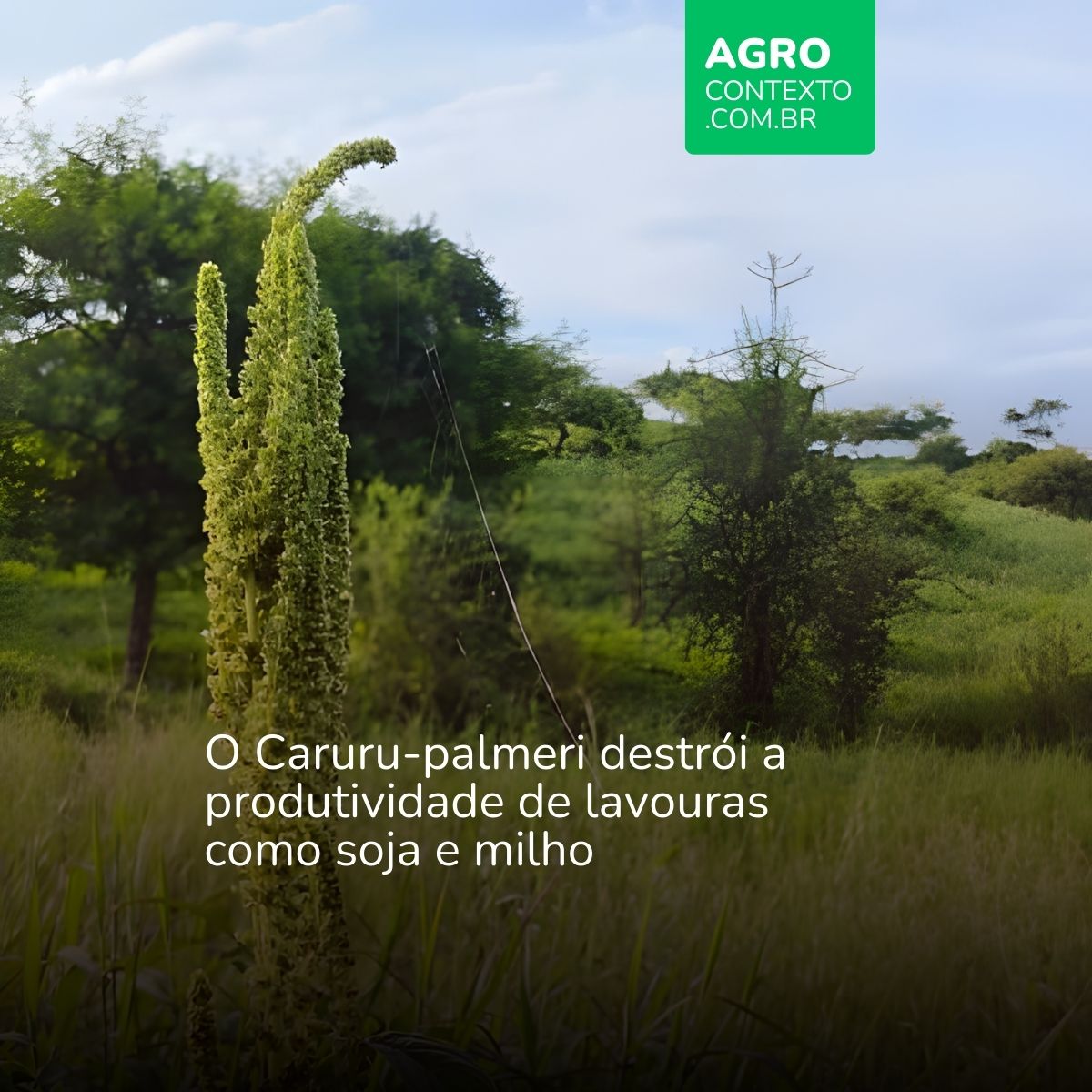 Planta invasora em destaque no campo com o texto: "O Caruru-palmeri destrói a produtividade de lavouras como soja e milho".