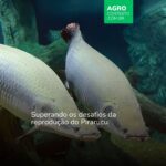 IA monitora tanques e identifica padrões de reprodução do pirarucu